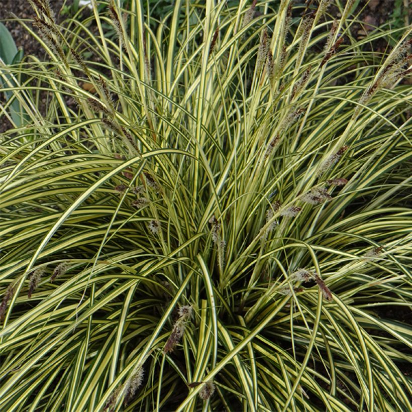 Carex oshimensis Evergold - Carice giapponese (Fioritura)