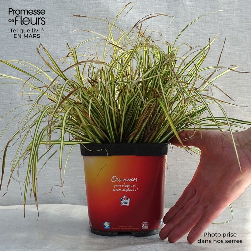 Carex oshimensis Evergold en pot de 2L/3L esemplare consegnato in inverno