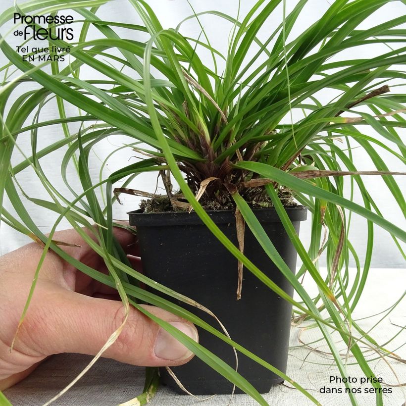 Carex oshimensis Evergreen - Laîche d'Oshima en godet de 9cm esemplare consegnato in inverno