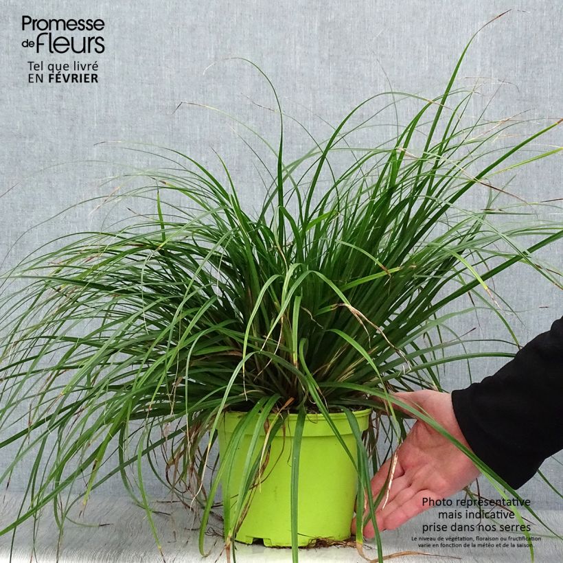 Carex oshimensis Evergreen - en pot de 2L/3L esemplare consegnato in inverno