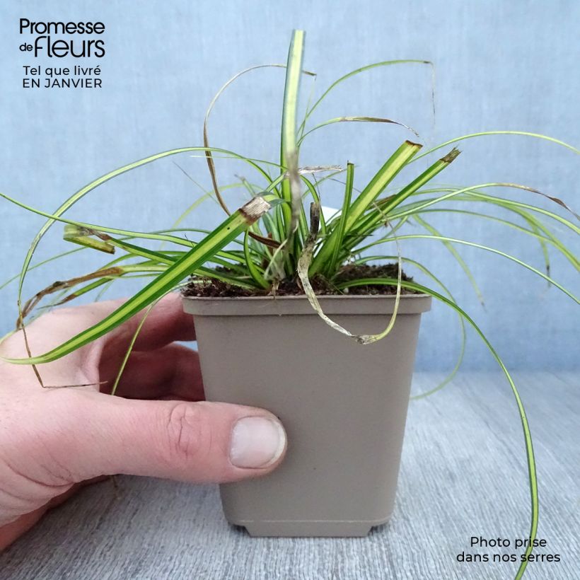 Carex oshimensis Eversheen - Laîche d'Oshima Godet de 9cm esemplare consegnato in inverno