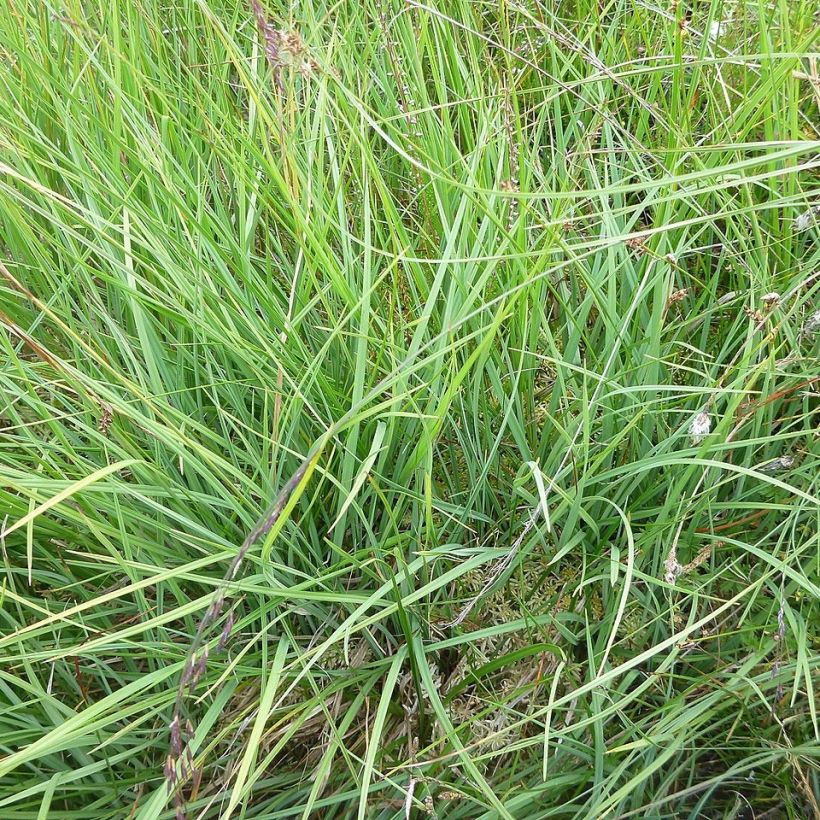 Carex panicea - Carice migliacea (Fogliame)