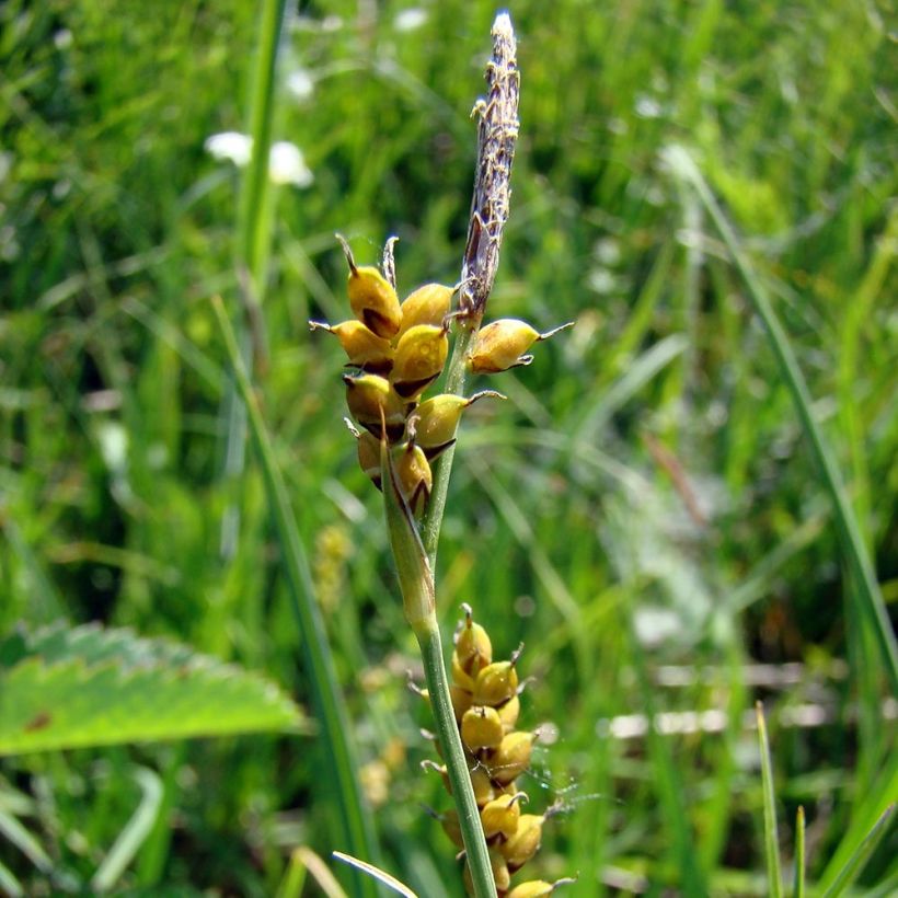 Carex panicea - Carice migliacea (Fioritura)