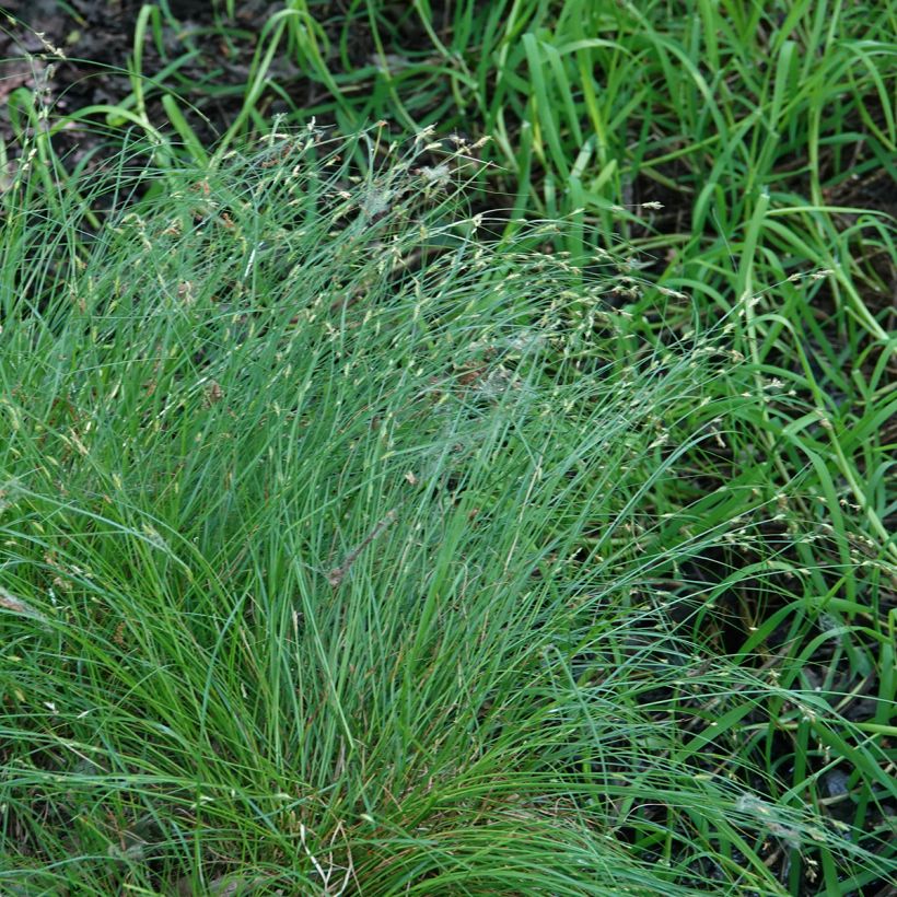 Carex remota (Porto)