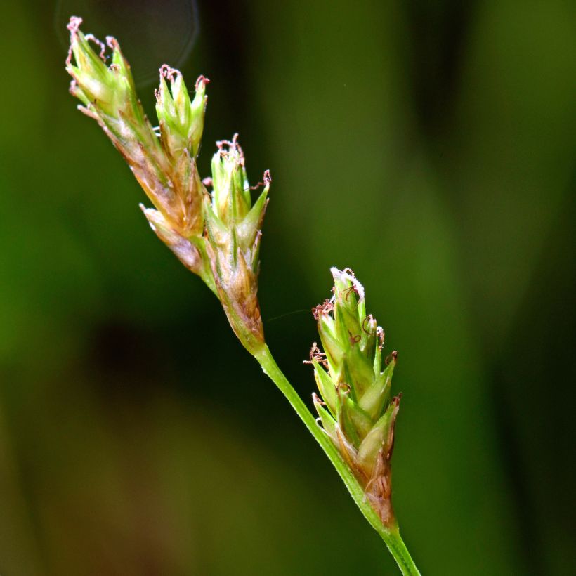 Carex remota (Fioritura)