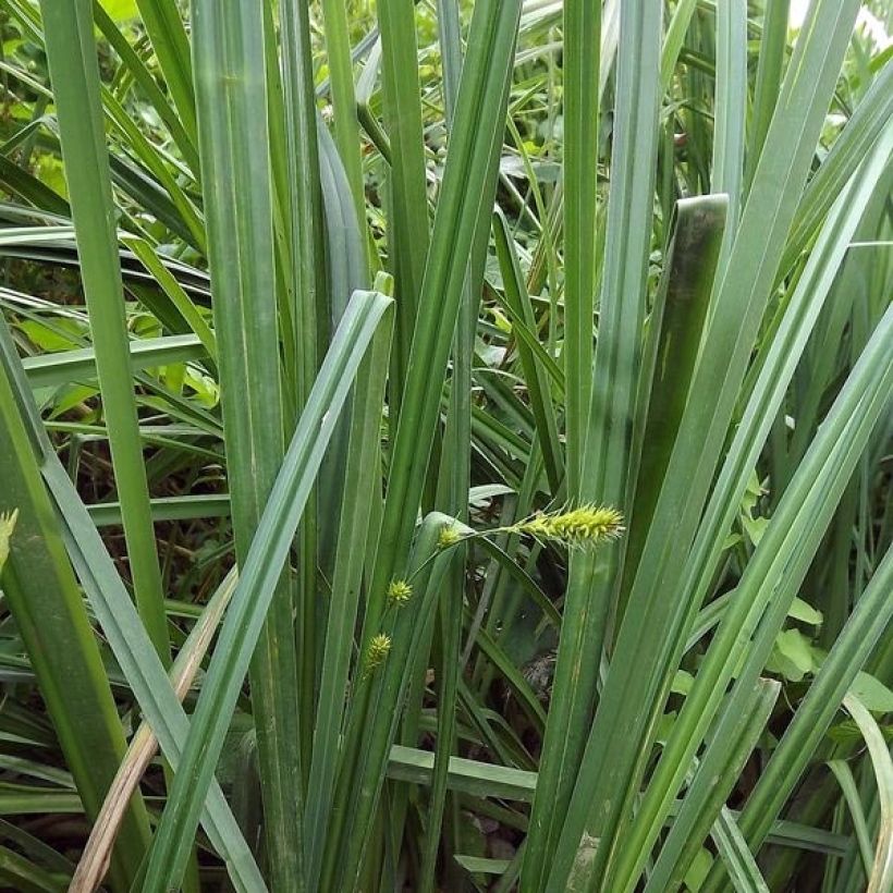 Carex riparia - Carice spondicola (Fogliame)