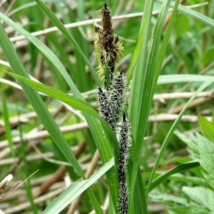 Carex riparia - Carice spondicola (Fioritura)