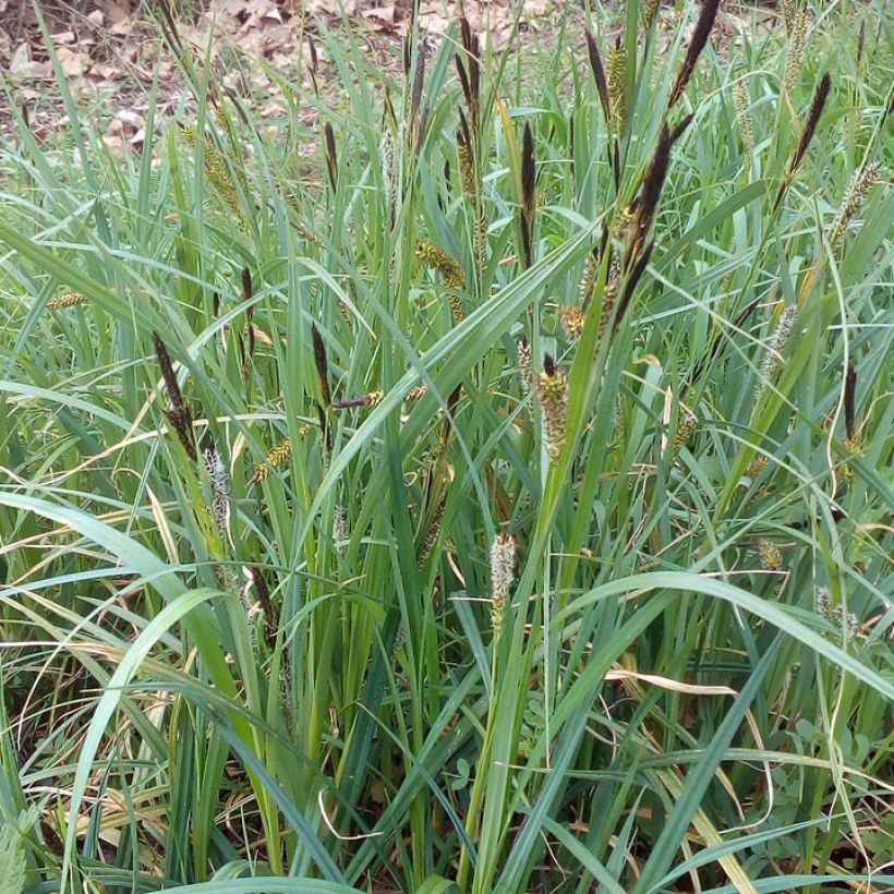 Carex riparia - Carice spondicola (Porto)