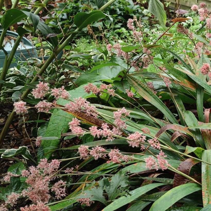 Carex scaposa (Porto)