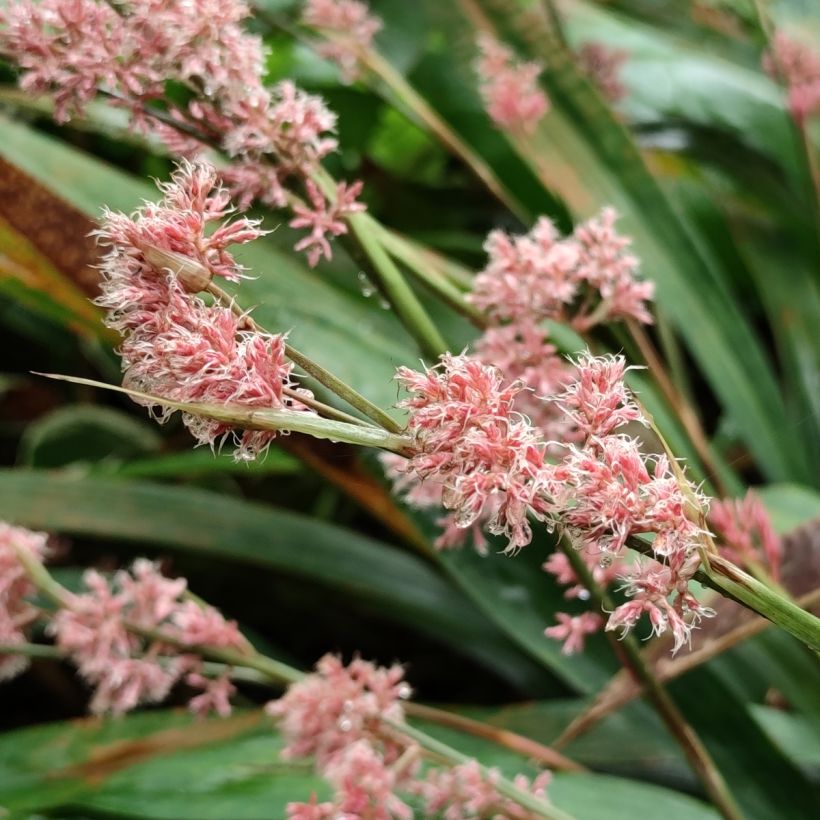 Carex scaposa (Fioritura)