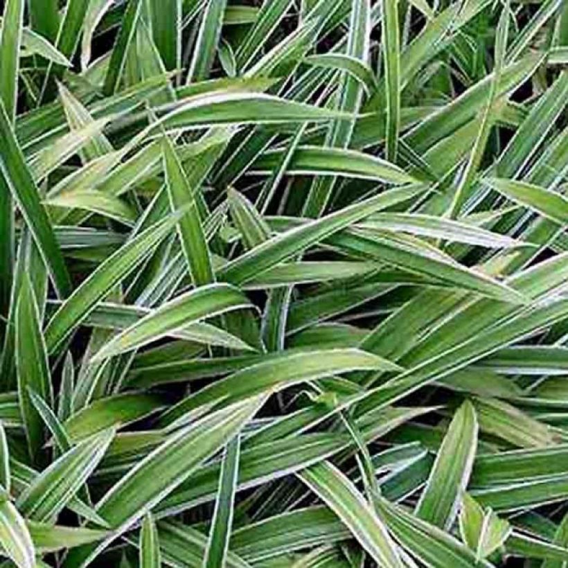 Carex siderosticta Variegata (Fogliame)