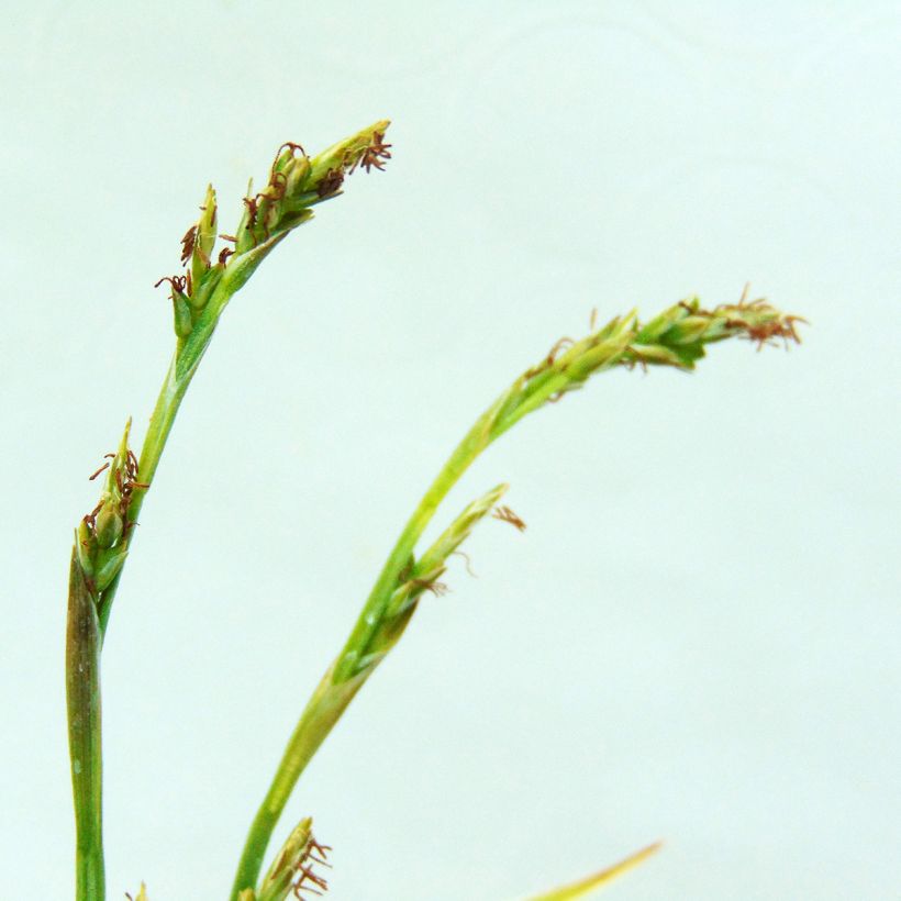 Carex siderosticta Variegata (Fioritura)