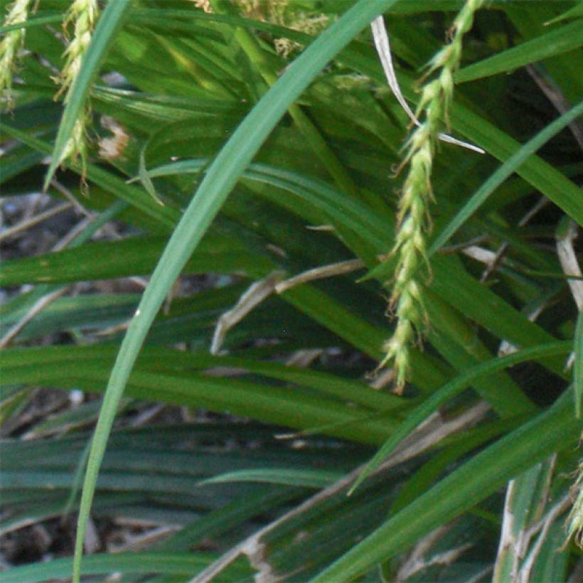 Carex sylvatica (Fogliame)