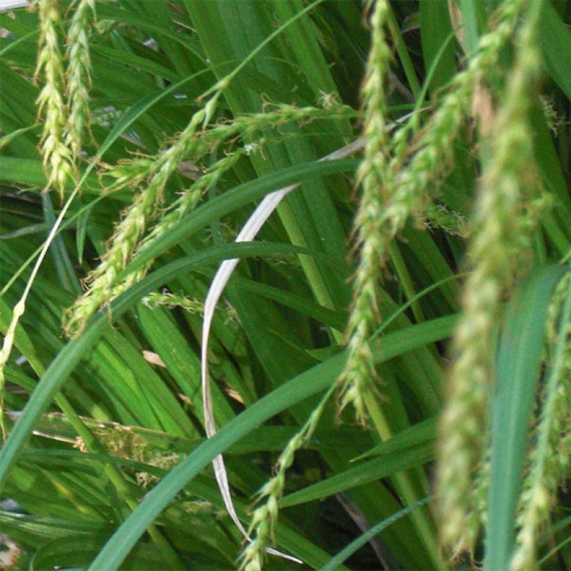 Carex sylvatica (Fioritura)