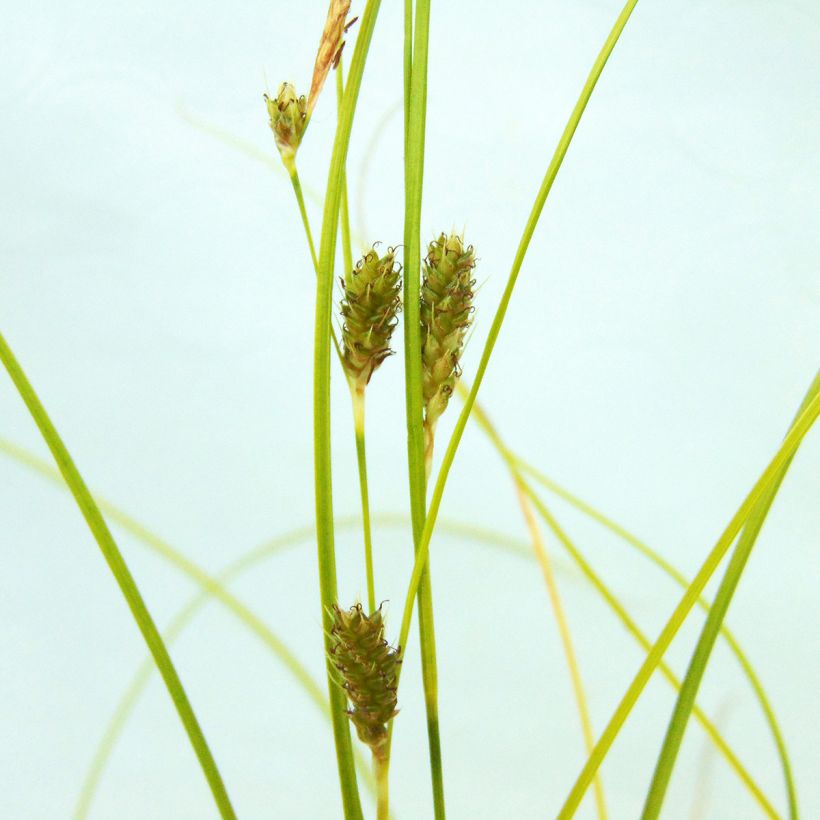 Carex testacea Lime Shine (Fioritura)