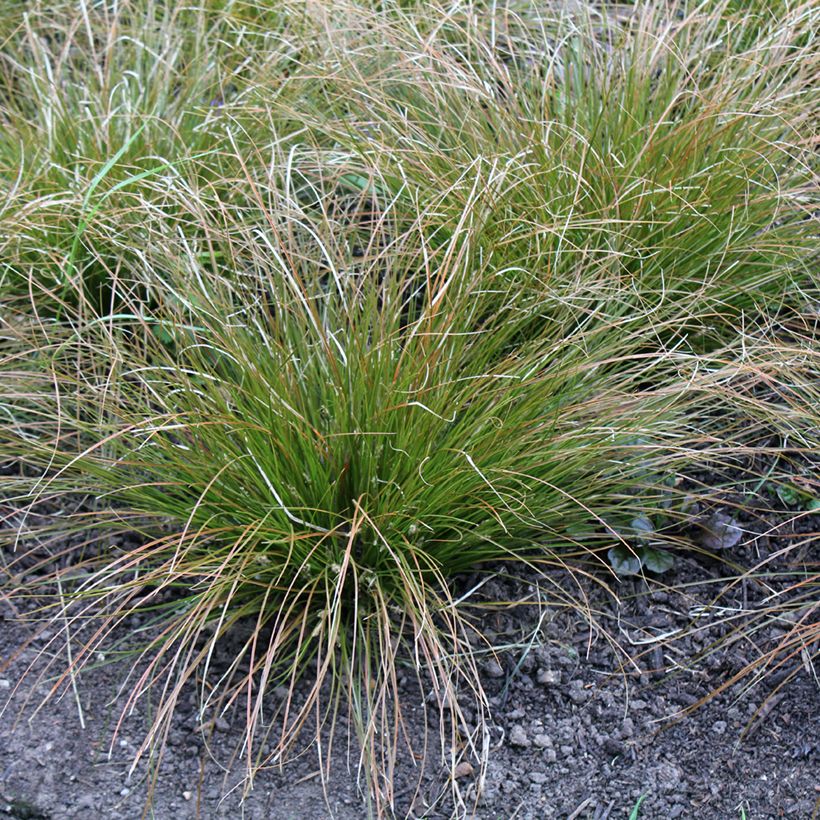 Carex testacea Prairie Fire (Porto)