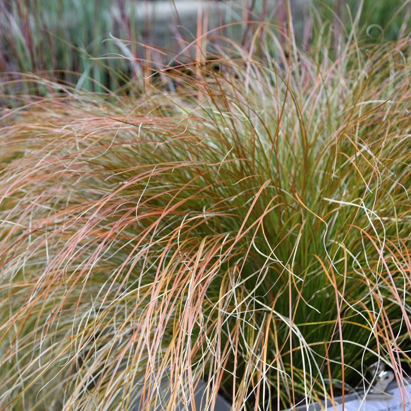 Carex testacea Prairie Fire (Fogliame)