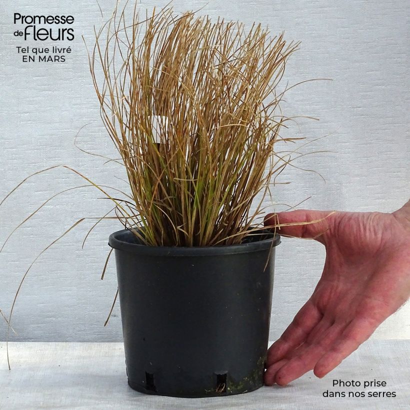 Carex testacea Prairie Fire en pot de 2L esemplare consegnato in inverno