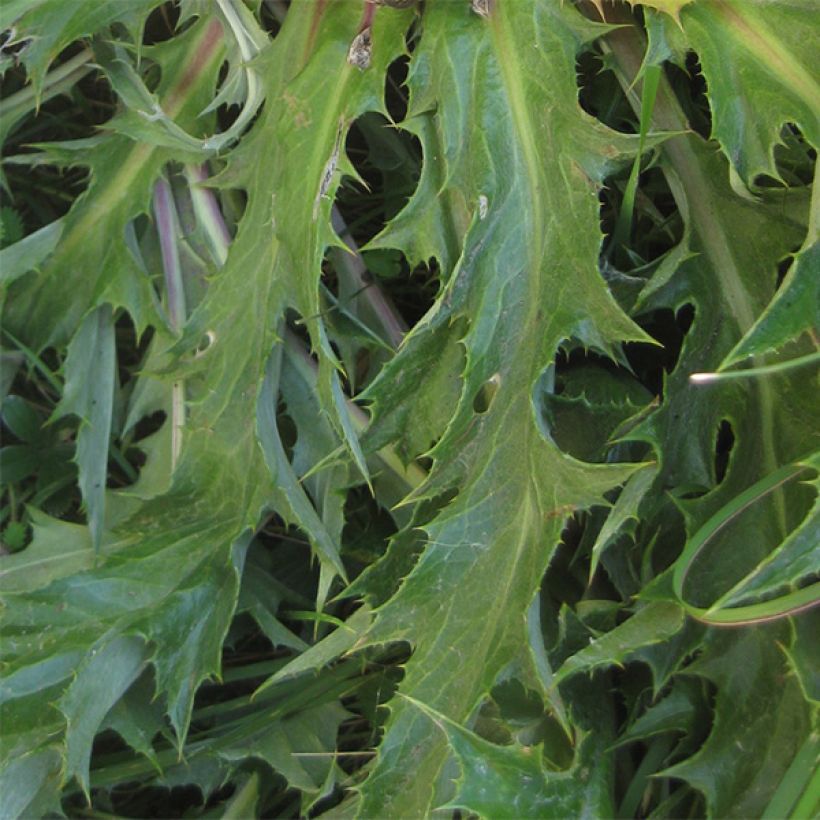 Carlina acanthifolia - Carlina zolfina (Fogliame)