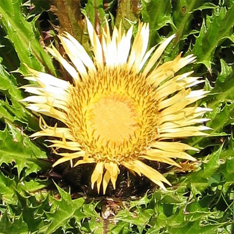 Carlina acanthifolia - Carlina zolfina (Fioritura)