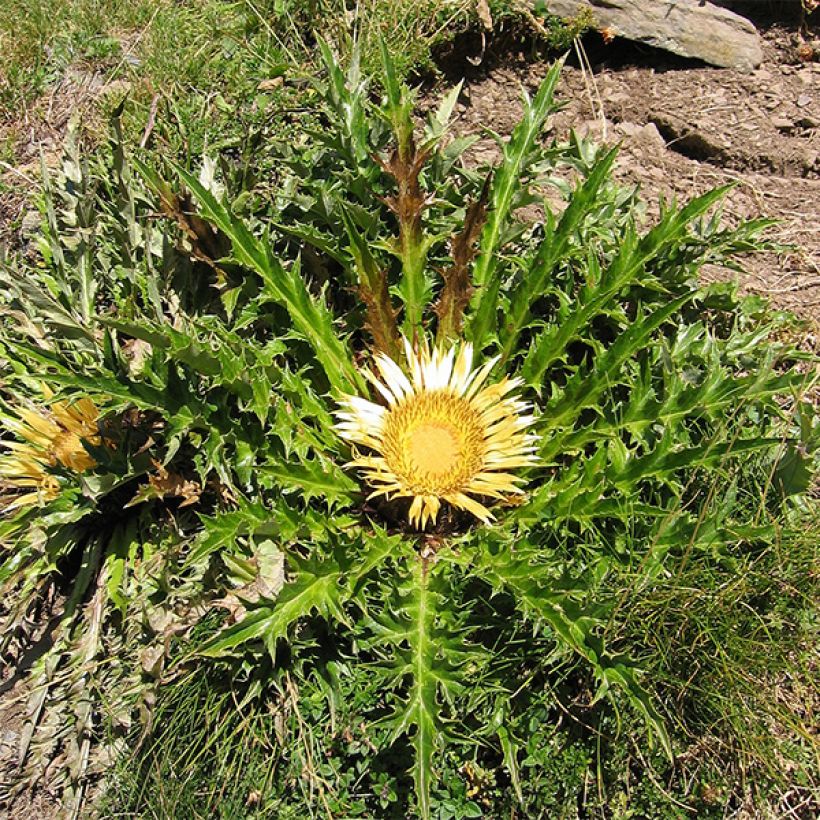 Carlina acanthifolia - Carlina zolfina (Porto)