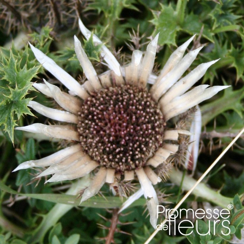 Carlina acaulis subsp. simplex - Carlina bianca (Fioritura)