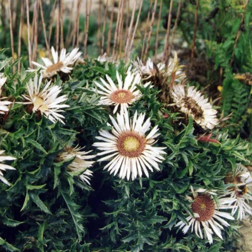 Carlina acaulis subsp. simplex - Carlina bianca (Porto)