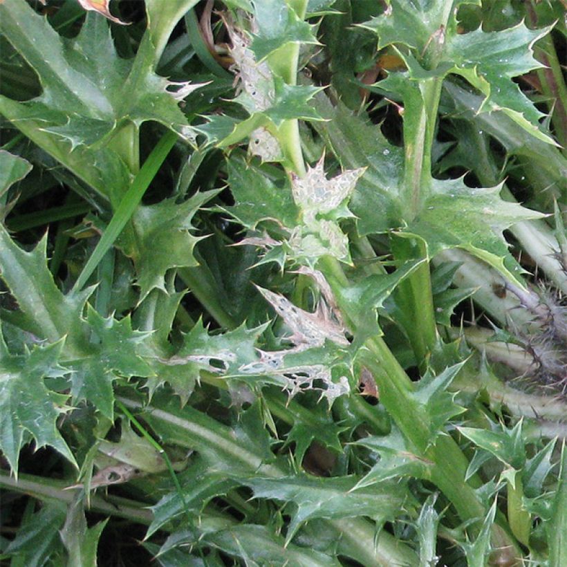 Carlina acaulis subsp. simplex Bronze - Carlina bianca (Fogliame)