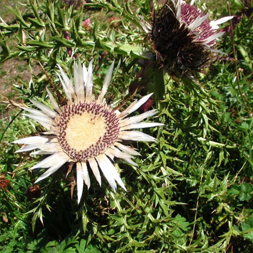 Carlina acaulis subsp. simplex Bronze - Carlina bianca (Fioritura)