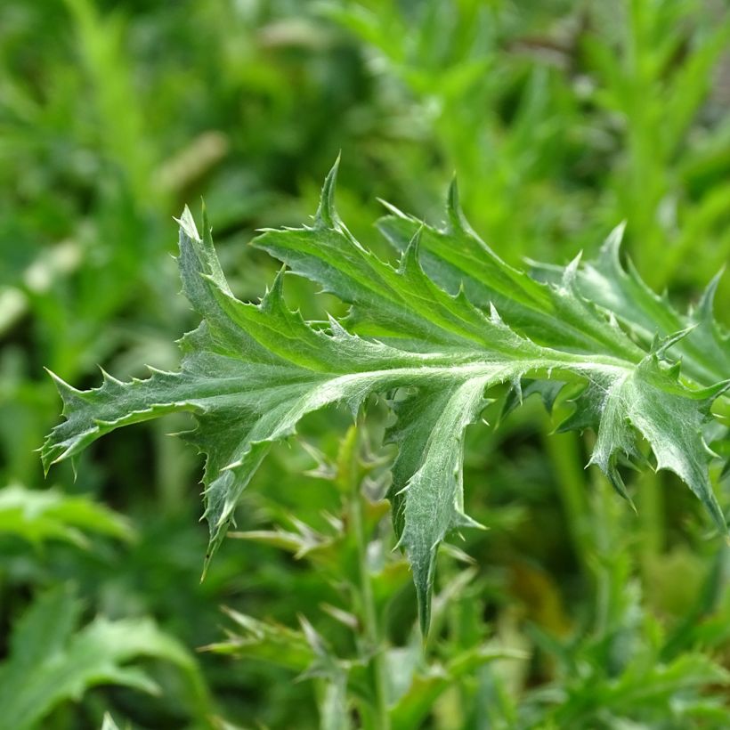 Carlina acaulis subsp. simplex - Carlina bianca (Fogliame)