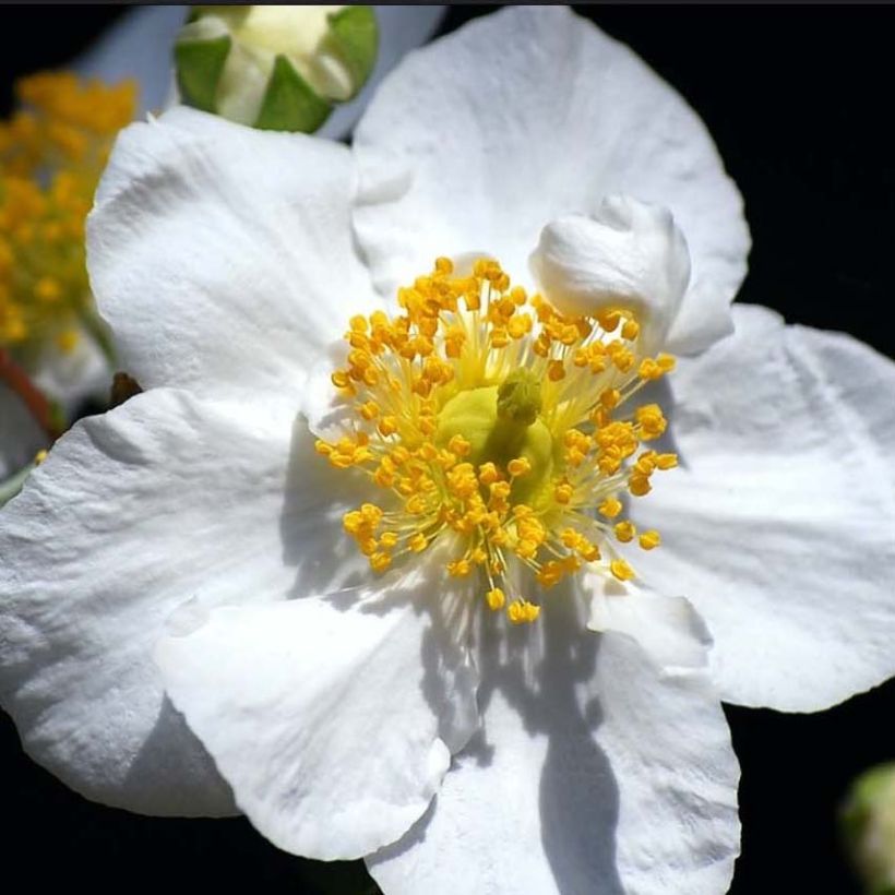 Carpenteria californica Bodnant (Fioritura)