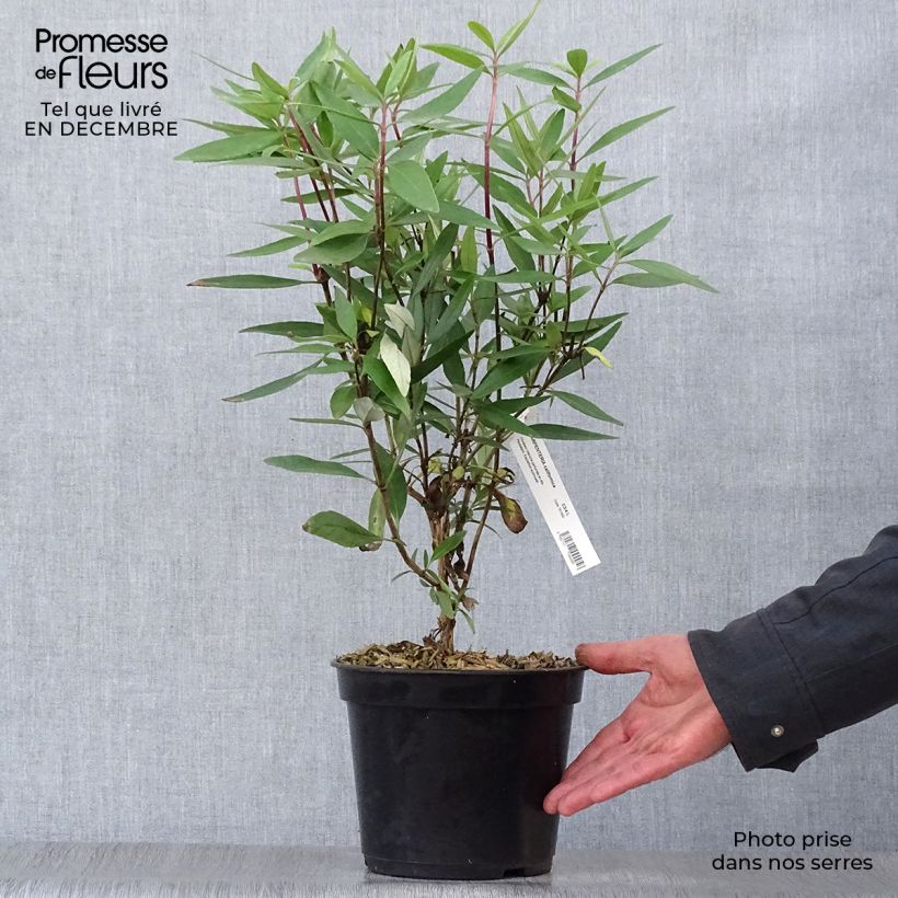 Carpenteria californica Pot de 3L/4L esemplare consegnato in inverno