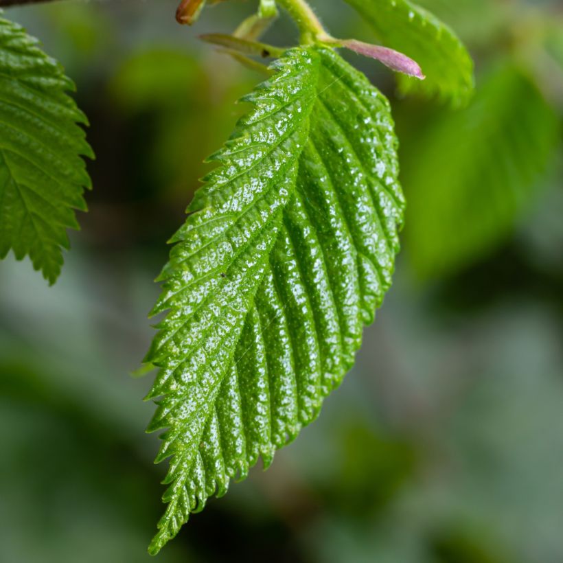 Carpinus betulus - Carpino bianco (Fogliame)