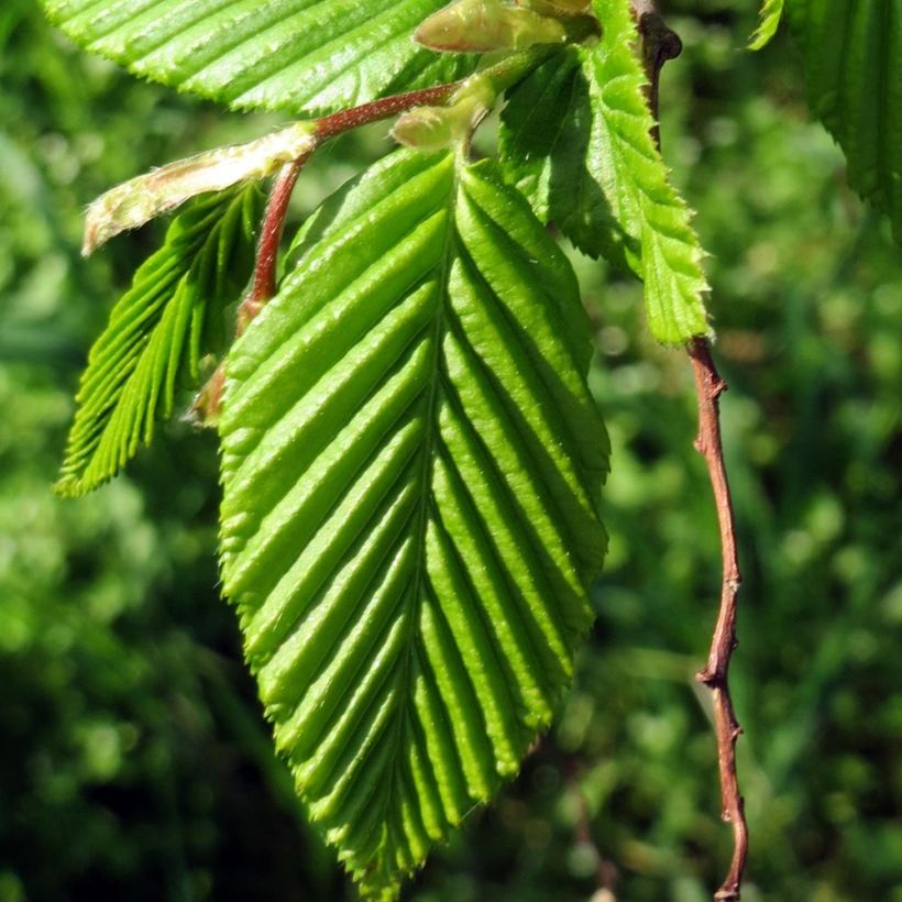 Carpinus betulus Lucas - Carpino bianco (Fogliame)