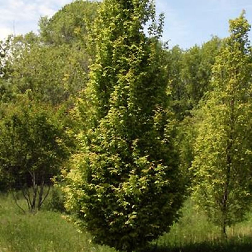 Carpinus betulus Lucas - Carpino bianco (Porto)