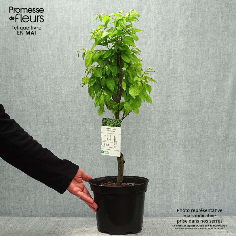 Carpinus betulus Monumentalis - Charme commun Pot de 3L/4L esemplare consegnato in primavera