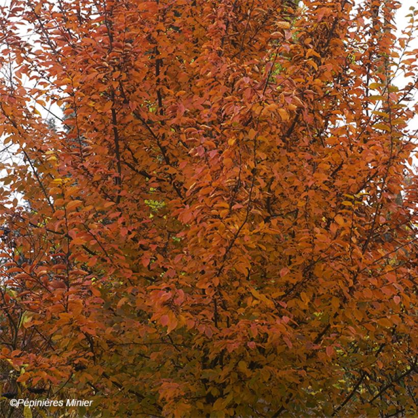 Carpinus betulus Orange Retz - Carpino bianco (Fogliame)