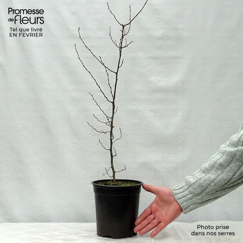 Carpinus betulus en pot de 2L/3L - Charme commun esemplare consegnato in inverno