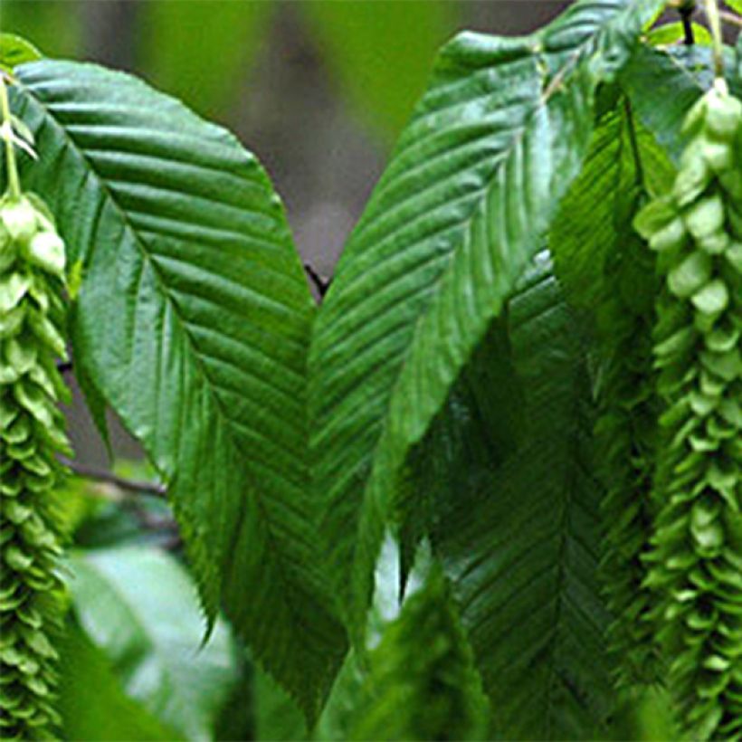 Carpinus fangiana - Carpino (Fogliame)