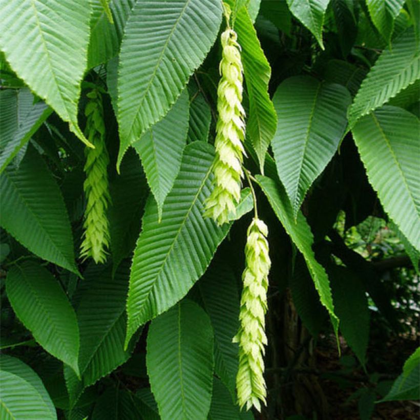 Carpinus fangiana - Carpino (Fioritura)