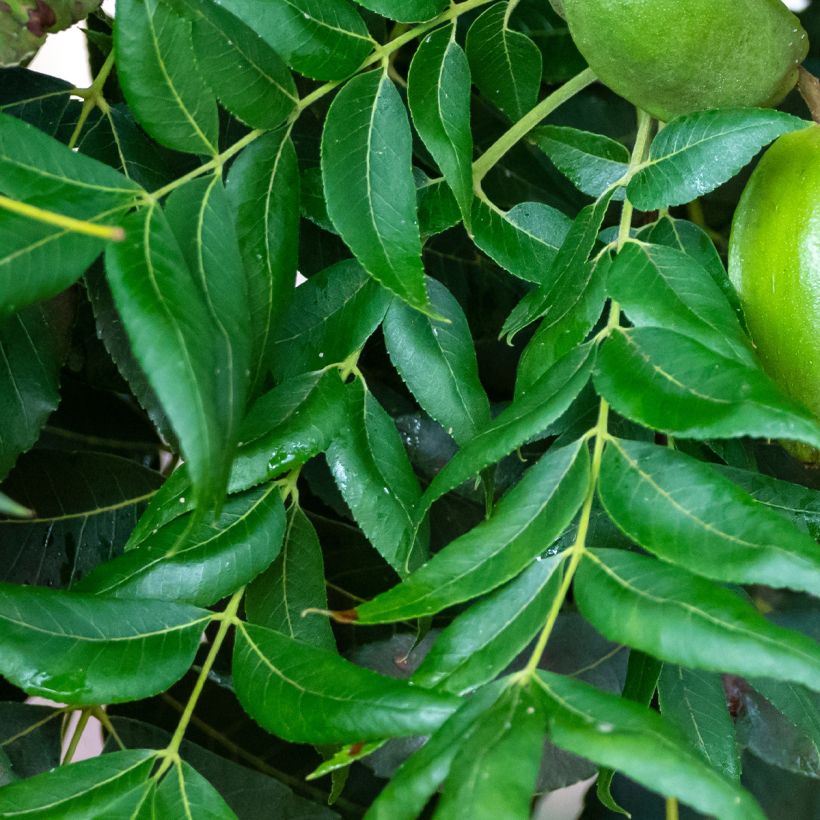 Carya illinoinensis Choctaw - Pecan (Fogliame)