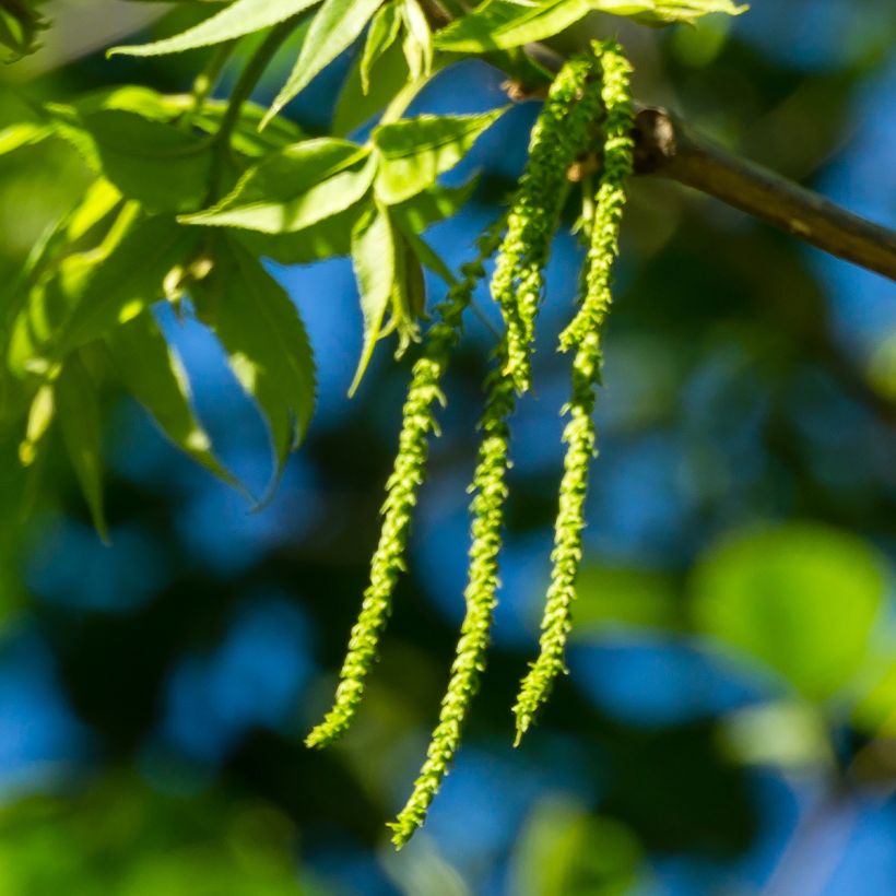 Carya illinoinensis Choctaw - Pecan (Fioritura)