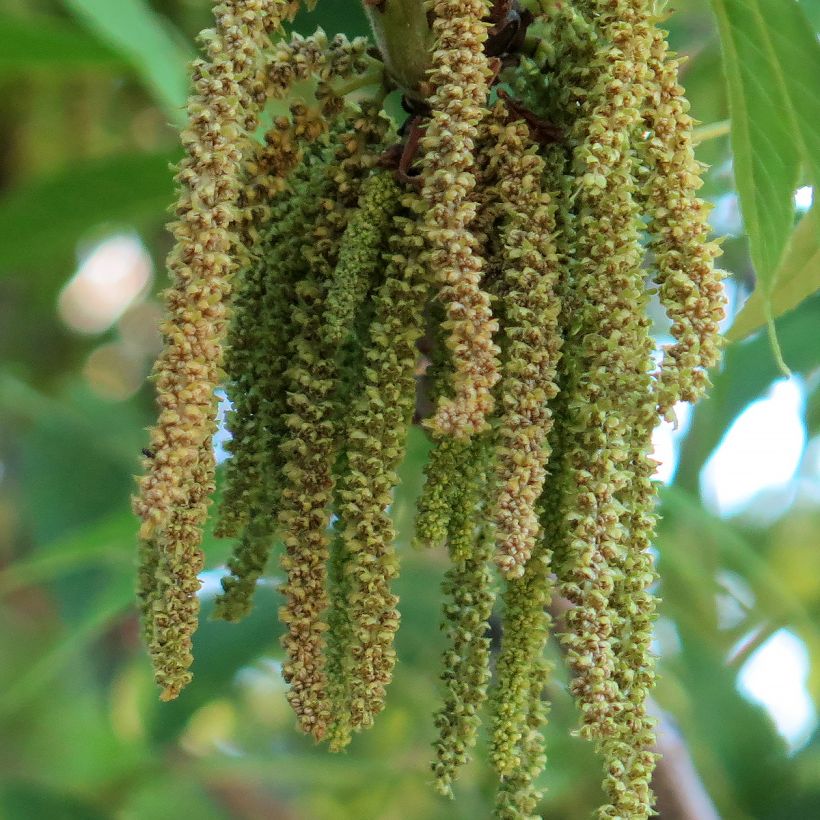 Carya illinoinensis Delmas - Pecan (Fioritura)