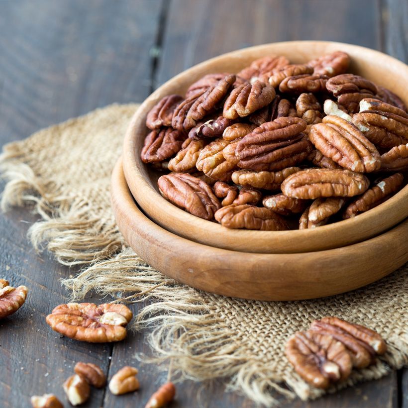 Carya illinoinensis Delmas - Pecan (Raccolta)