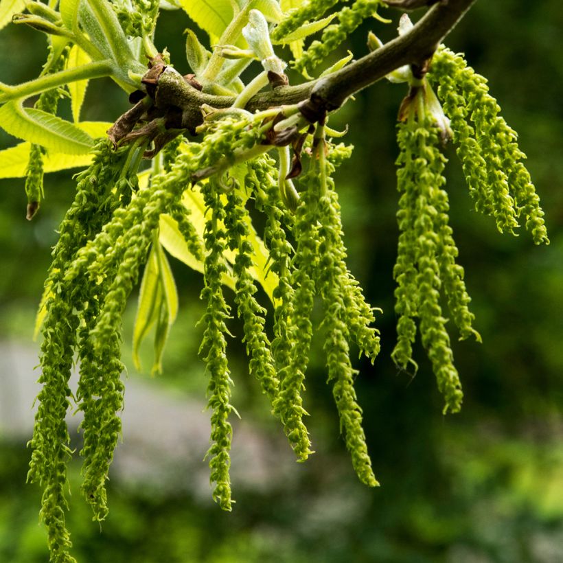 Carya illinoinensis Mohawk - Pecan (Fioritura)