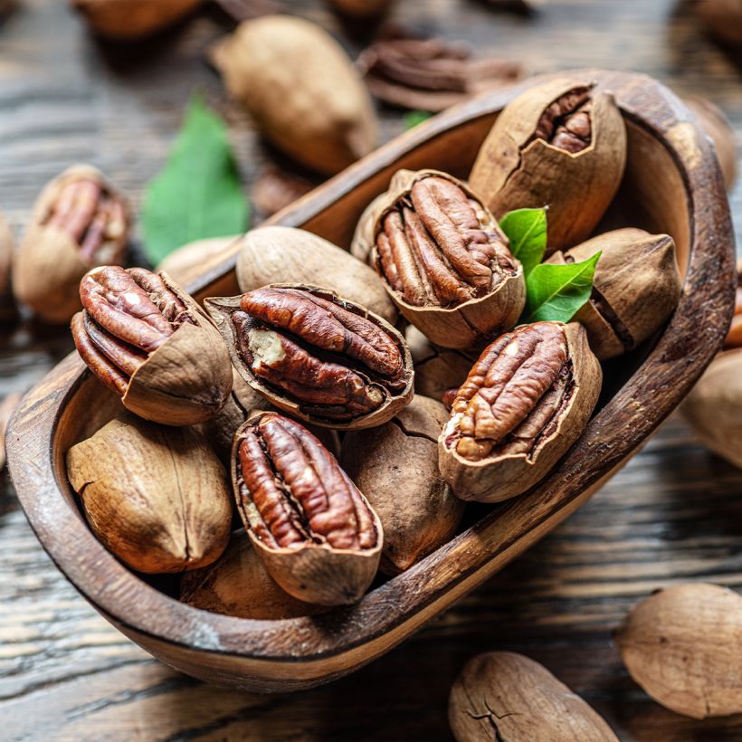 Carya illinoinensis Mohawk - Pecan (Raccolta)