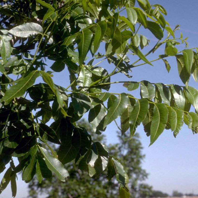 Carya illinoinensis - Pecan (Fogliame)