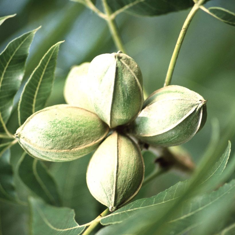 Carya illinoinensis - Pecan (Raccolta)