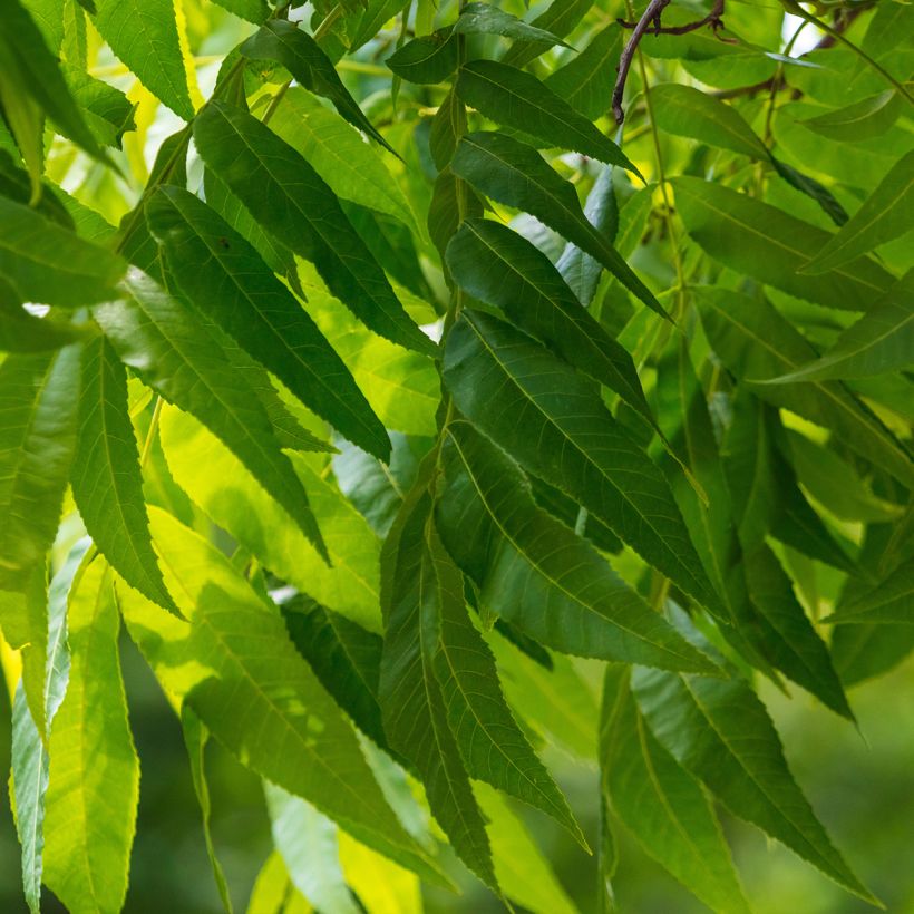 Carya illinoinensis Pawnee - Pecan (Fogliame)