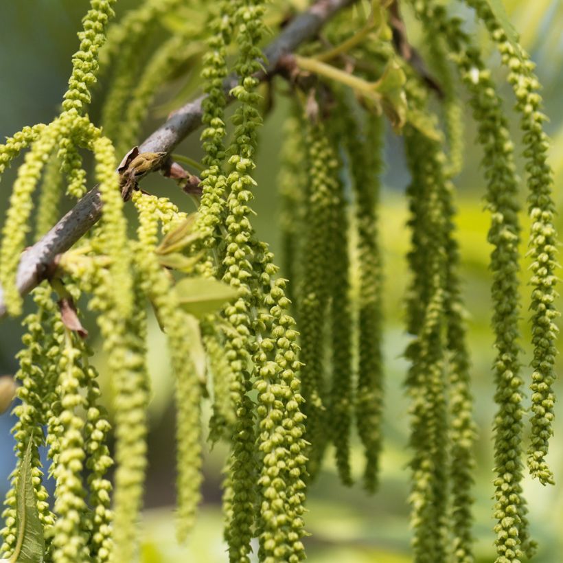 Carya illinoinensis Pawnee - Pecan (Fioritura)